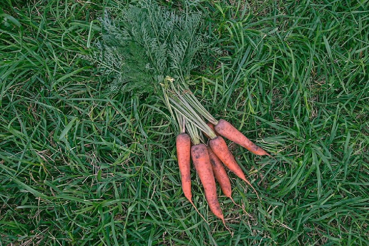 Dimentica le solite verdure: i fiori di carota selvatica fritti sono la scoperta più gustosa