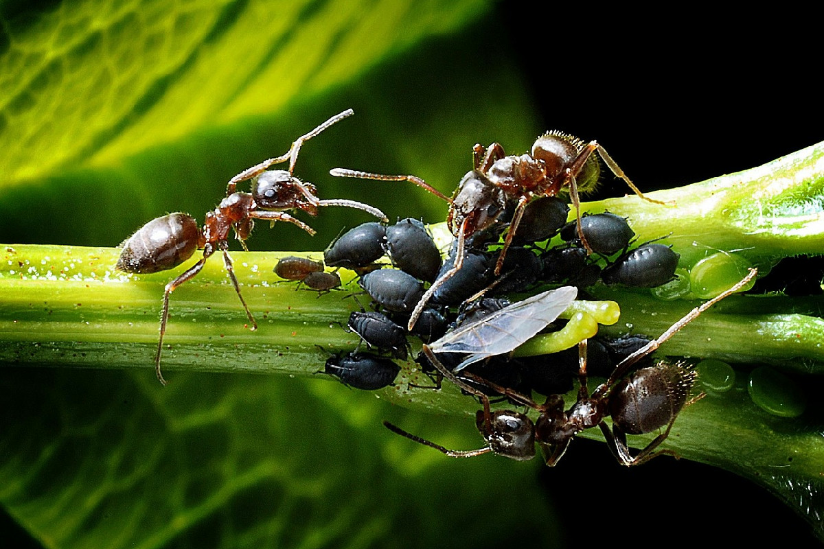 Formiche sulle tue piante? Il metodo naturale che elimina il problema in giardino e sul balcone