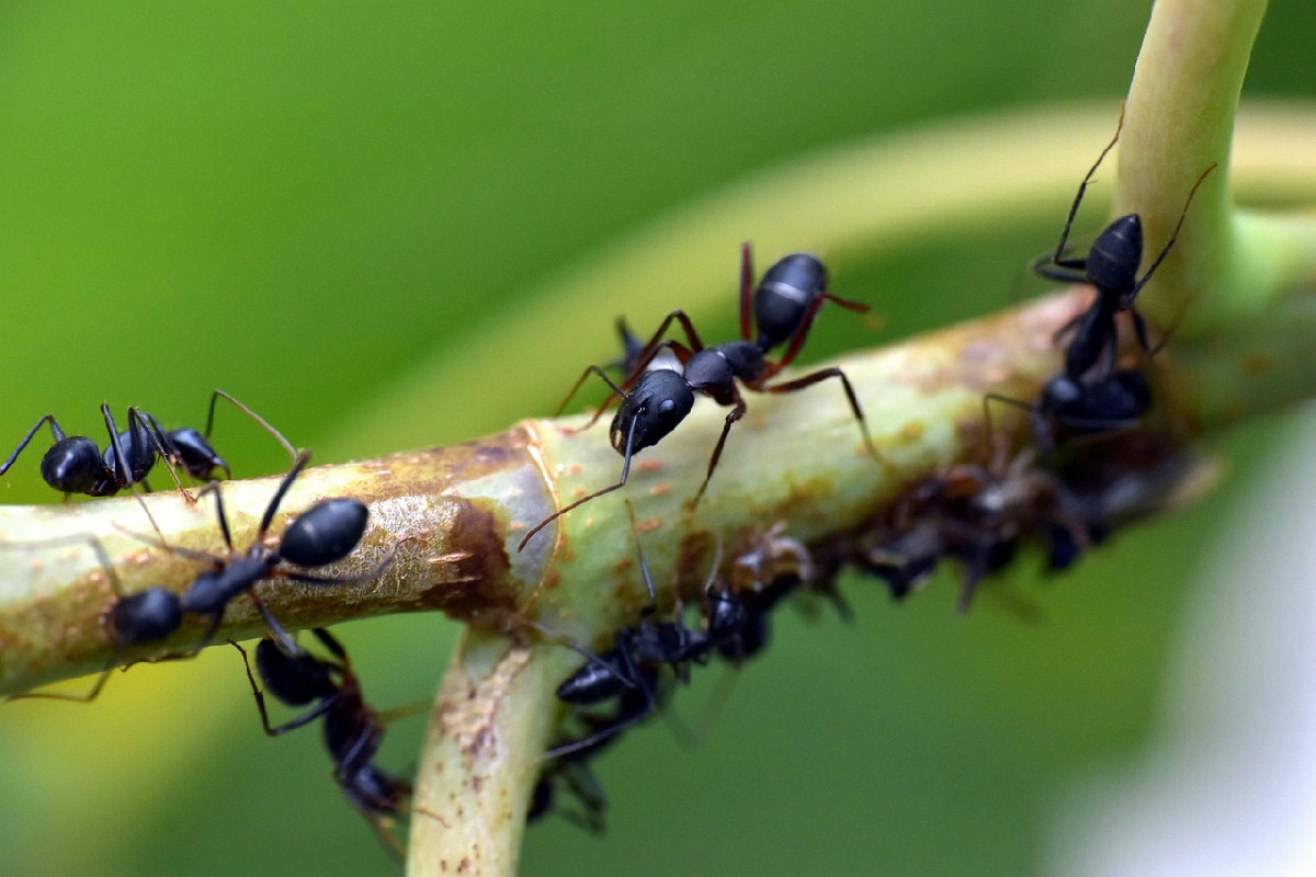 Formiche sulle tue piante? Il metodo naturale che elimina il problema in giardino e sul balcone