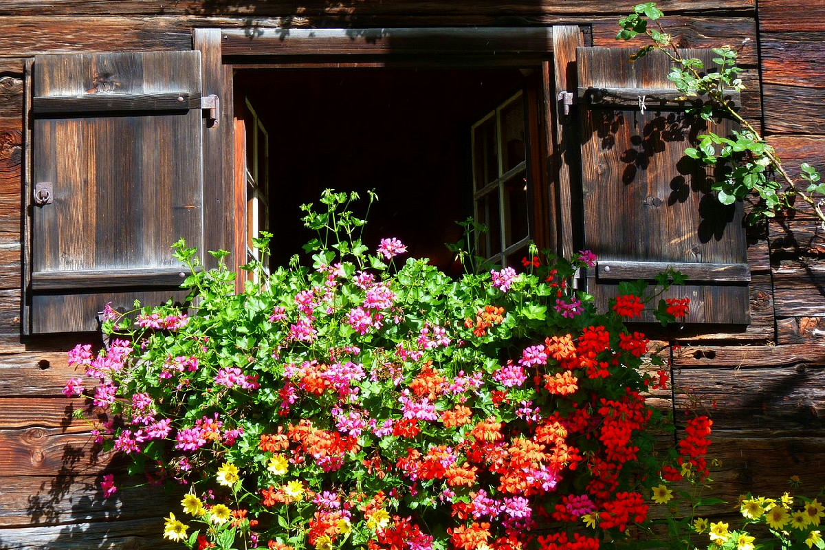 Hai dei gerani sul balcone? Strategie essenziali per una fioritura esplosiva tutto l’anno