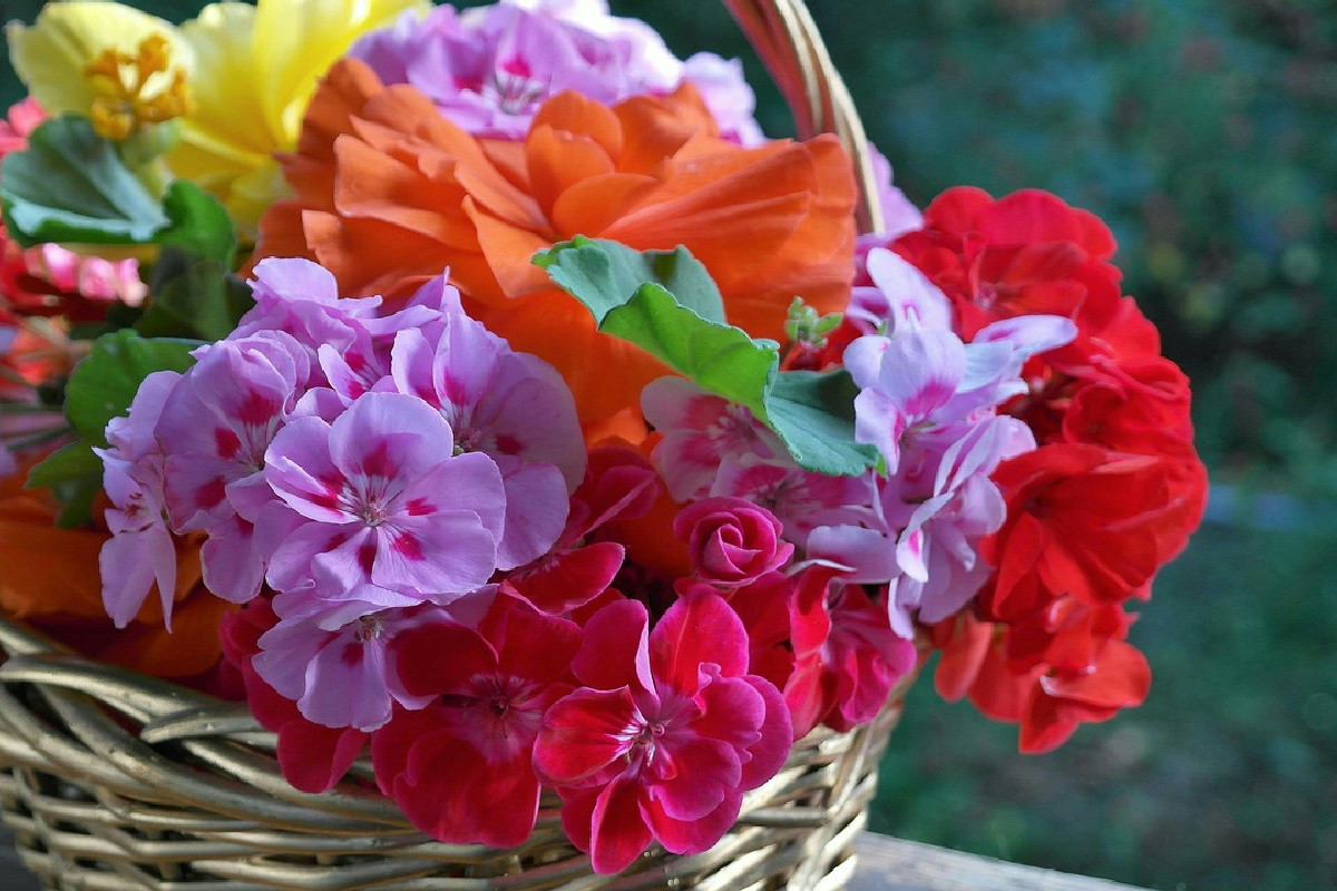 Hai dei gerani sul balcone? Strategie essenziali per una fioritura esplosiva tutto l’anno